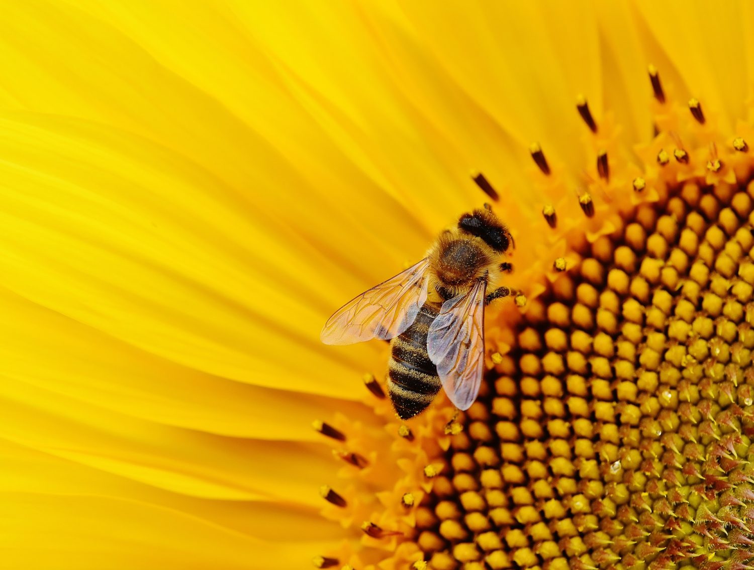 Sunflower Harvesting Machine What is Being Done to Save the Bees BeeKeepClub