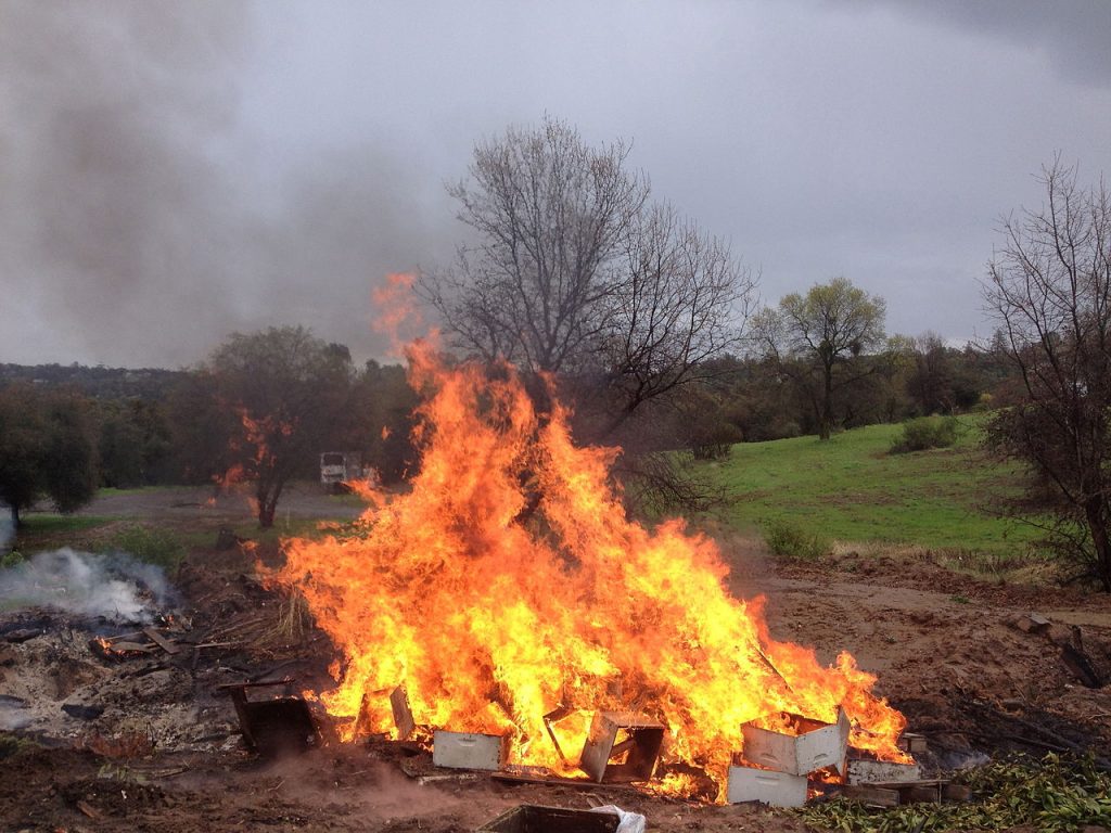 Burning Beehives Infected with American Foulbrood Disease