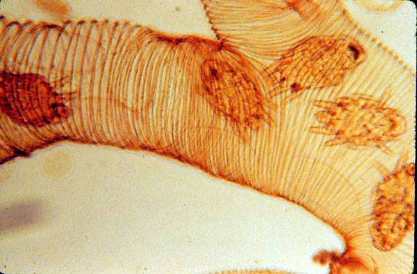 Treating Tracheal Mites