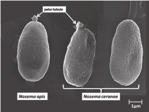 Nosema Apis and Cerane