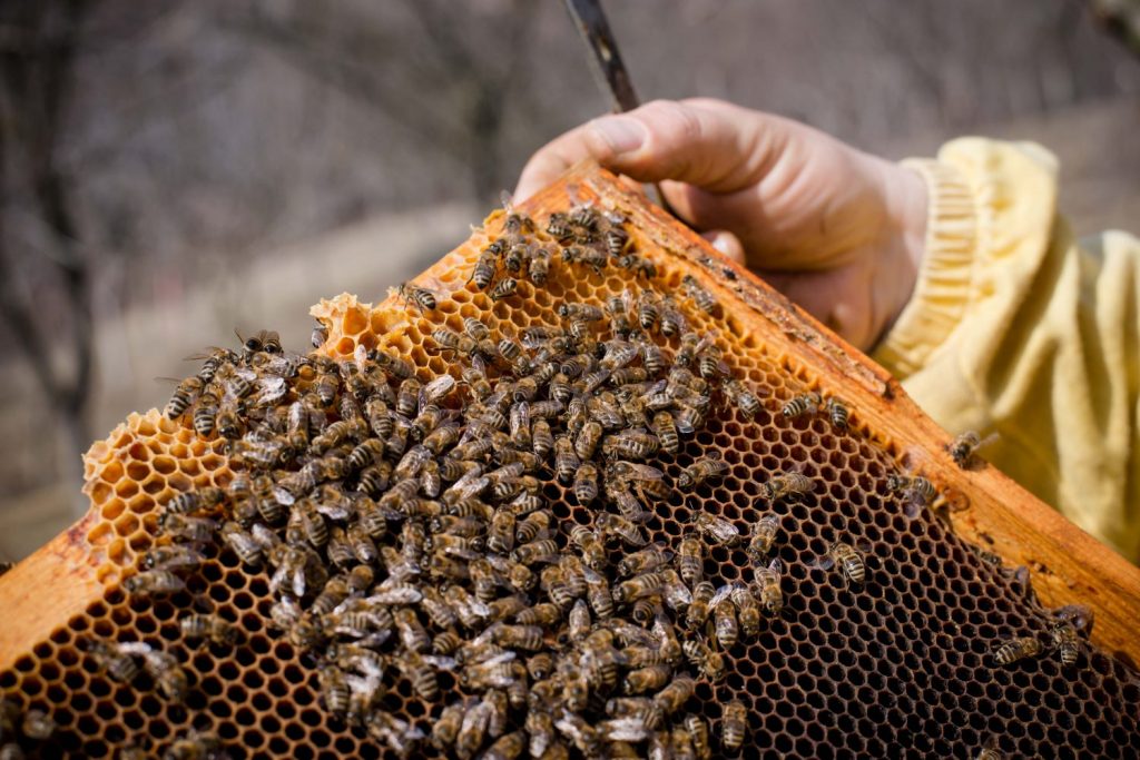 Nosema Treatment for Honeybees