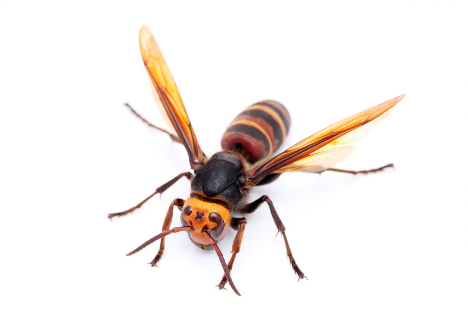 Protecting Honey Bees from Asian Giant Hornets
