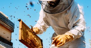 Beehive Inspection with Inspect Next
