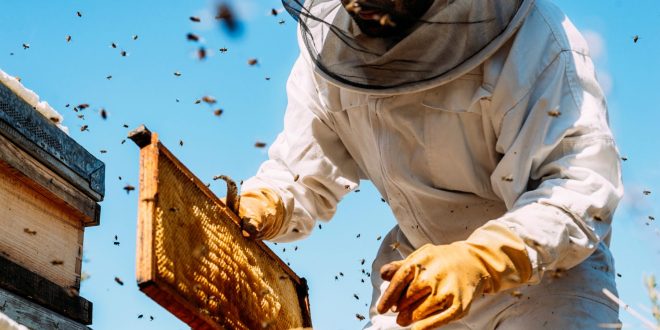 Beehive Inspection with Inspect Next