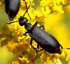 Mason Bee Pests, Parasite and Predators - Blister Beetles