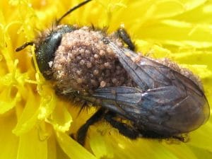 Mason Bee Pests, Parasite and Diseases - Pollen Mites