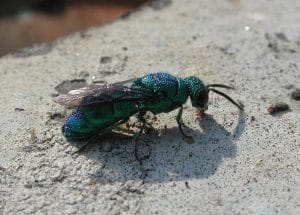 Mason Bee Pests, Parasite and Predators - Chrysididae or Chrysura Wasp