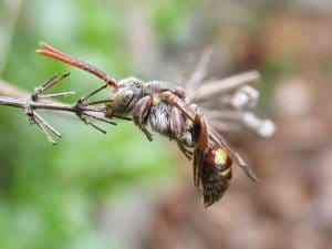 Mason Bee Pests, Parasite and Predators - Cuckoo Bee