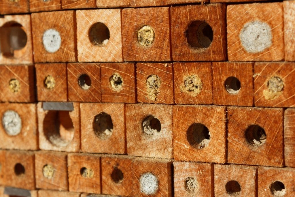 How to Clean a Mason Bee House