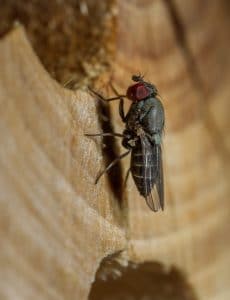 Mason Bee Pests, Parasite and Predators - Houdini Fly