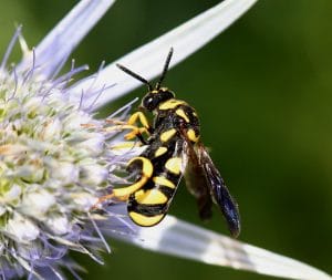 Mason Bee Pests, Parasite and Predators - Leucospid Wasp