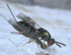 Mason Bee Pests, Parasite and Predators - Monodontomerus Wasp