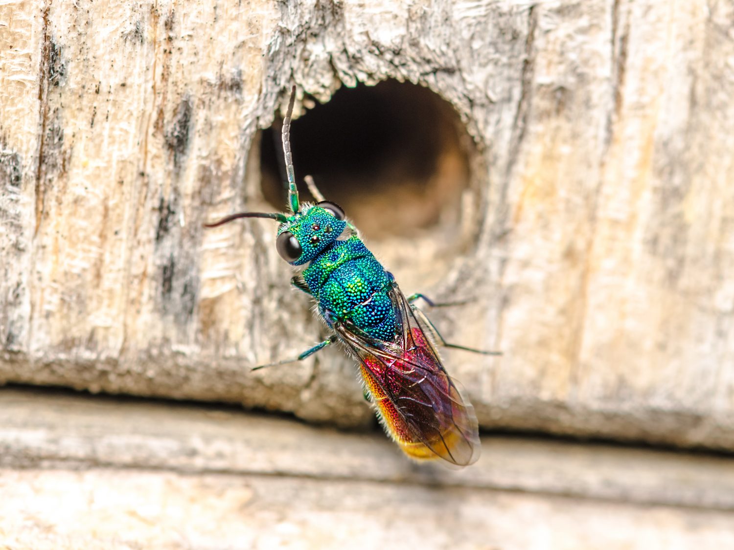 How to Protect Mason Bees from Wasps