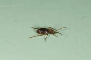Mason Bee Pests, Parasite and Predators - Ptnius Beetle