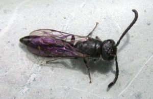 Mason Bee Pests, Parasite and Predators - Sapygid Wasp