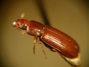 Mason Bee Pests, Parasite and Predators - Flour Beetles