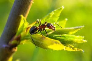 Mason Bee Pests, Parasite and Predators - Ants