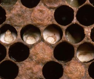 Mason Bee Pests, Parasite and Diseases - Chalkbrood Disease