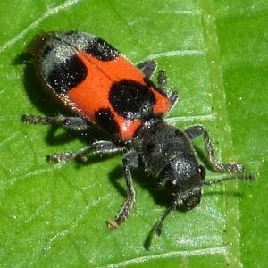 Mason Bee Pests, Parasite and Predators - Checkered Flower Beetle