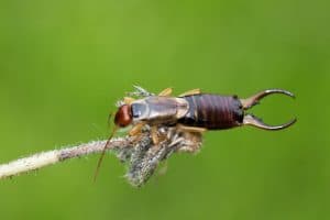 Mason Bee Pests, Parasites and Predators - Earwigs