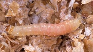 Mason Bee Pests, Parasite and Predators - Meal Moths