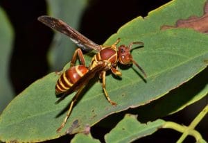Mason Bee Pests, Parasite and Predators - Wasps