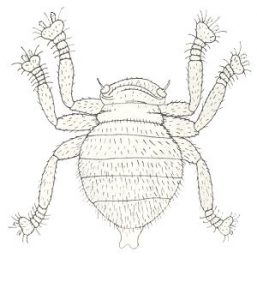 Bee louse - Braula coeca