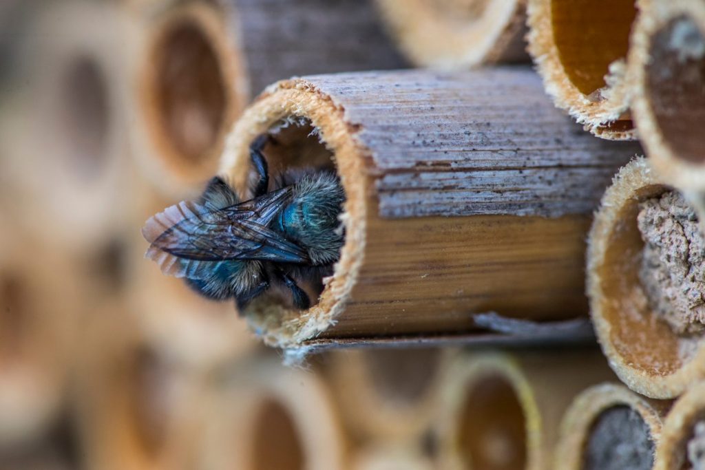 Keeping Mason Bees - Harvesting Cocoons