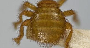 The Bee Louse - Braula Coeca