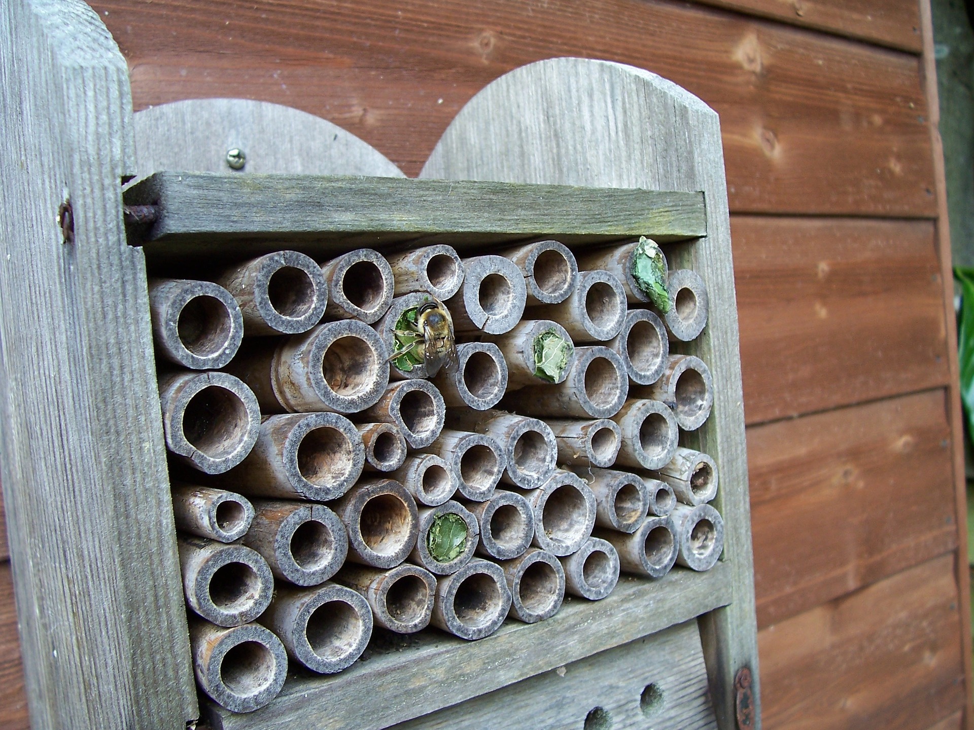 Harvesting Mason Bee Cocoons – The Beginner’s Guide