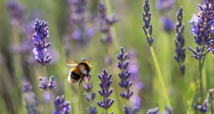 Best Bee-Friendly Plants
