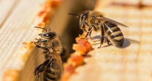 How to Harvest Propolis