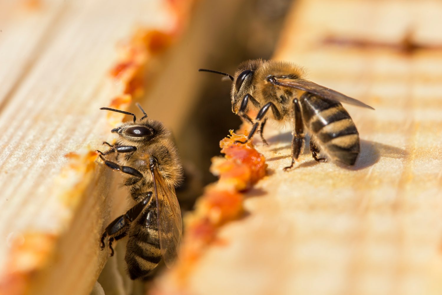 Dr Khairandis Definitive Guide To Propolis - ovj38x8