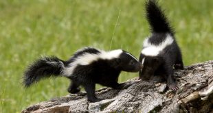 Protecting Bees from Skunks