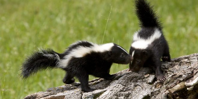Protecting Bees from Skunks