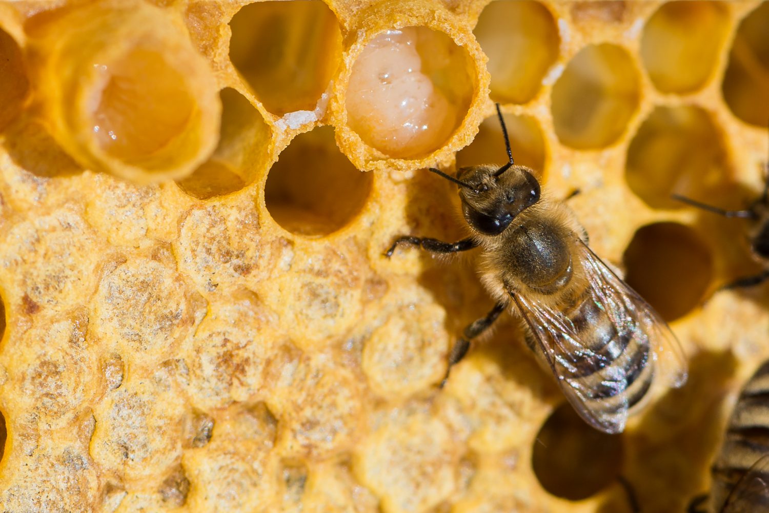 How to Harvest Royal Jelly