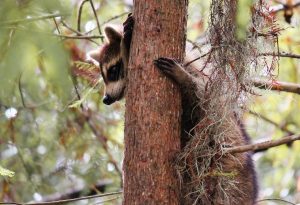 Protecting Beehives from Raccoons