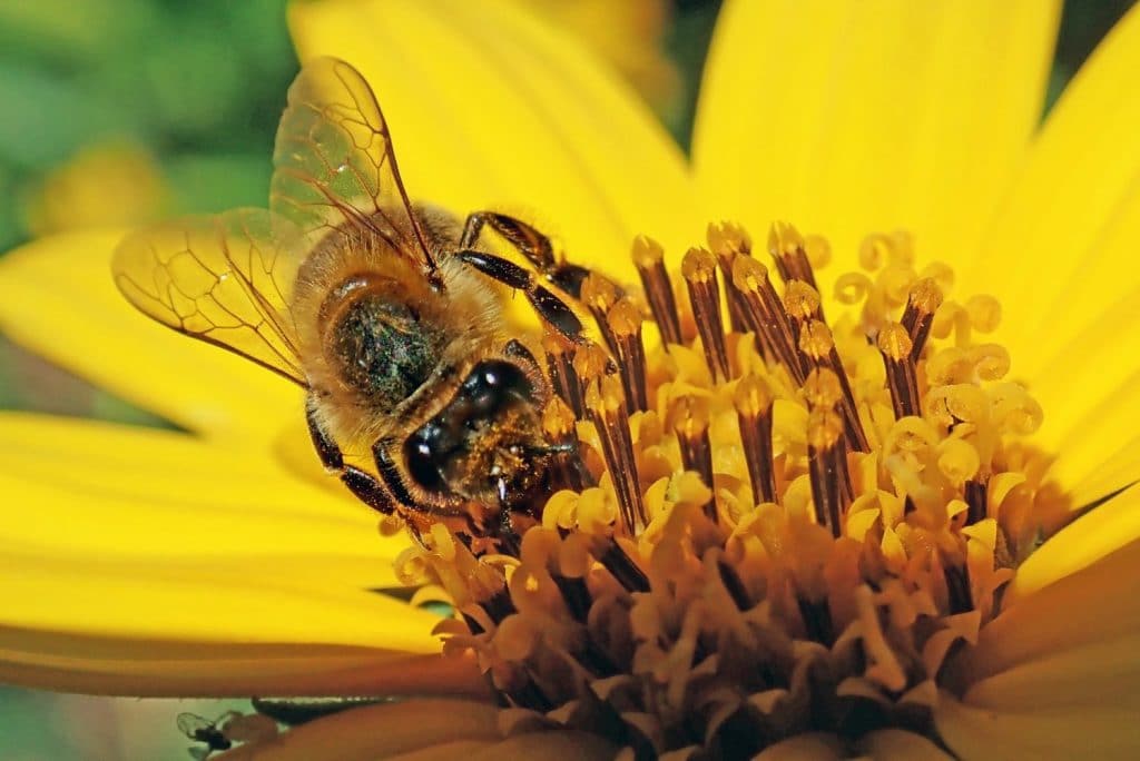How to Harvest Pollen from Bees