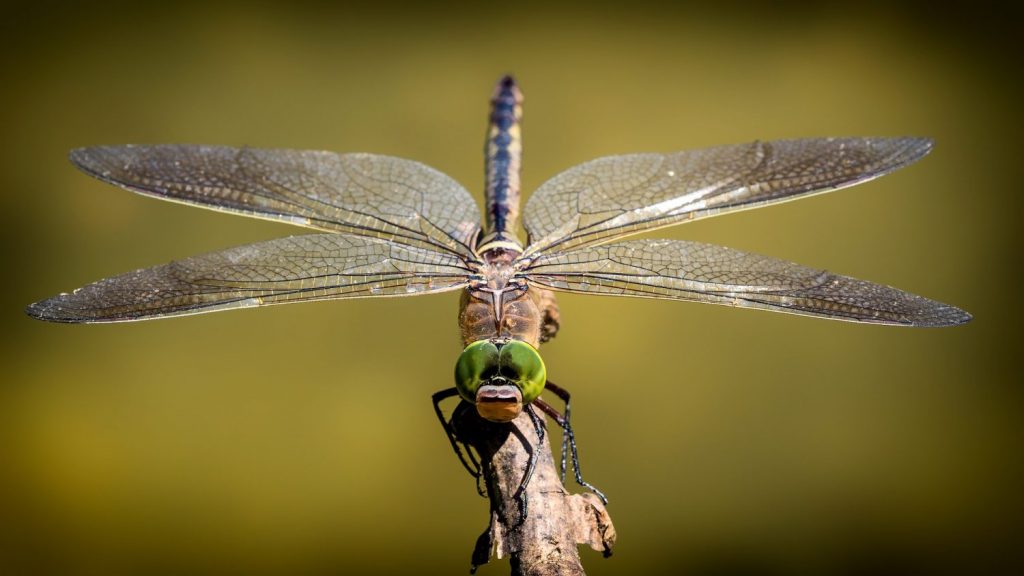 Do Dragonflies Eat Honey Bees?