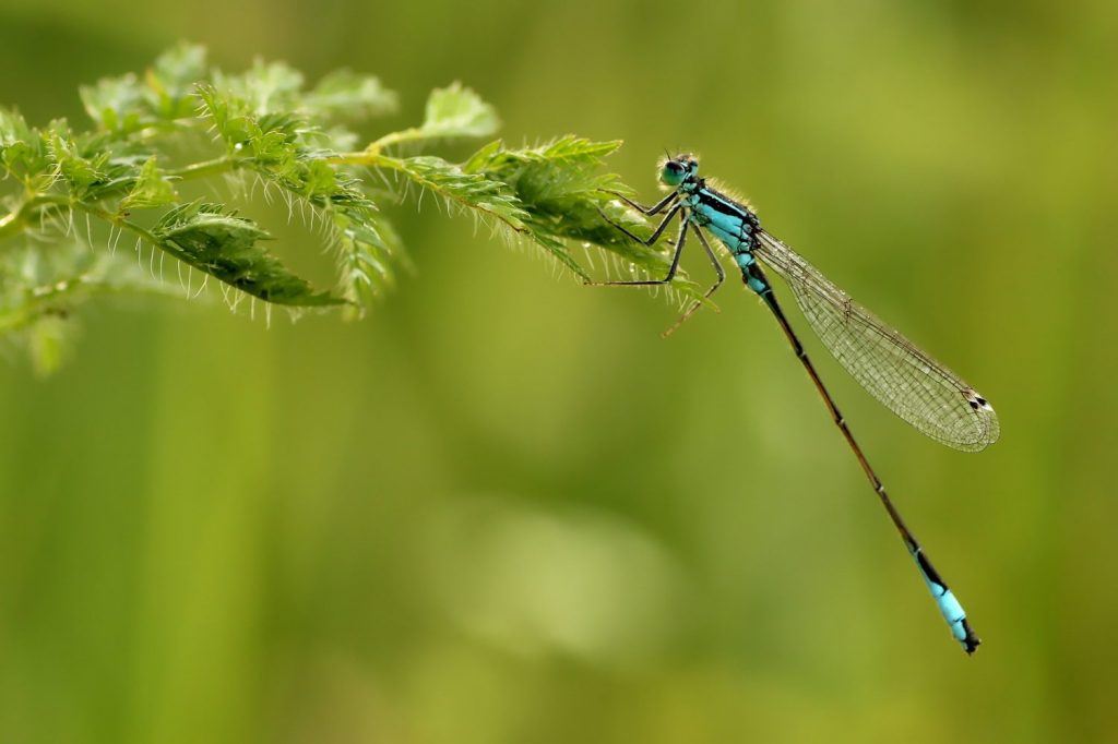 Do Dragonflies Eat Honey Bees?