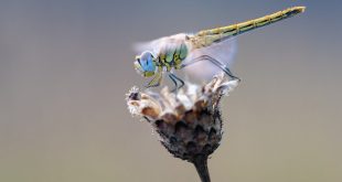 Do Dragonflies Eat Honey Bees?