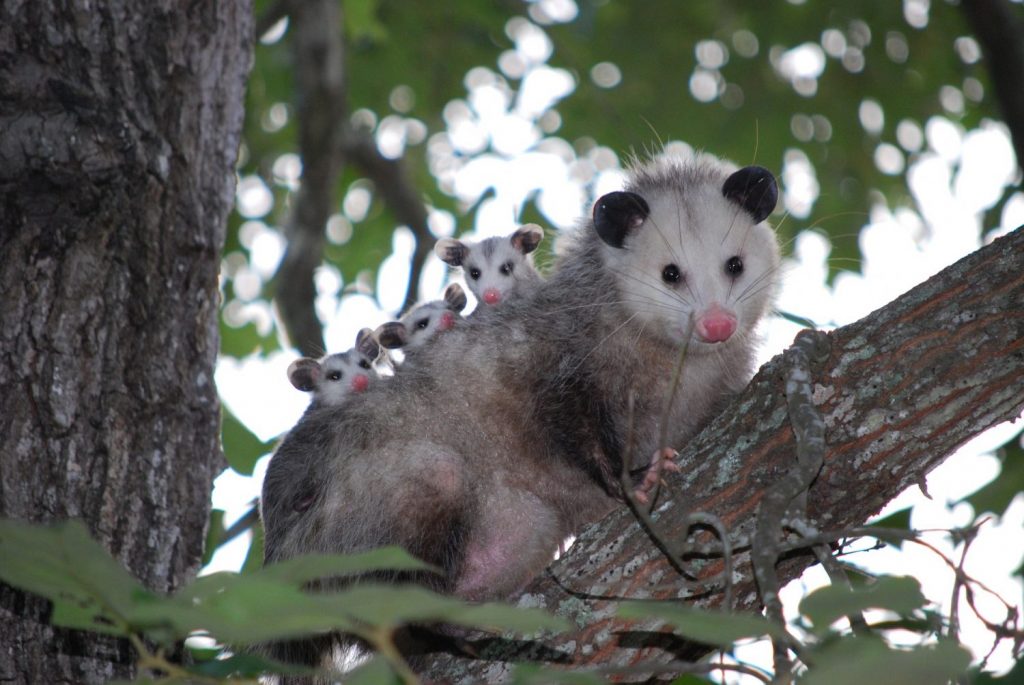 Do Possums Eat Bees?