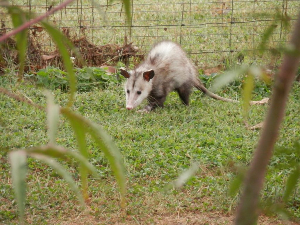 Do Possums Eat Bees?