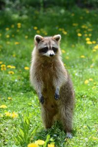 Protecting Beehives from Raccoons