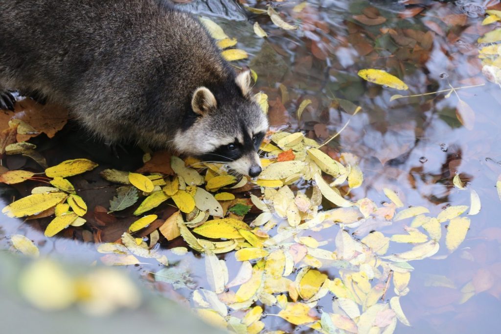 Protecting Beehives from Raccoons