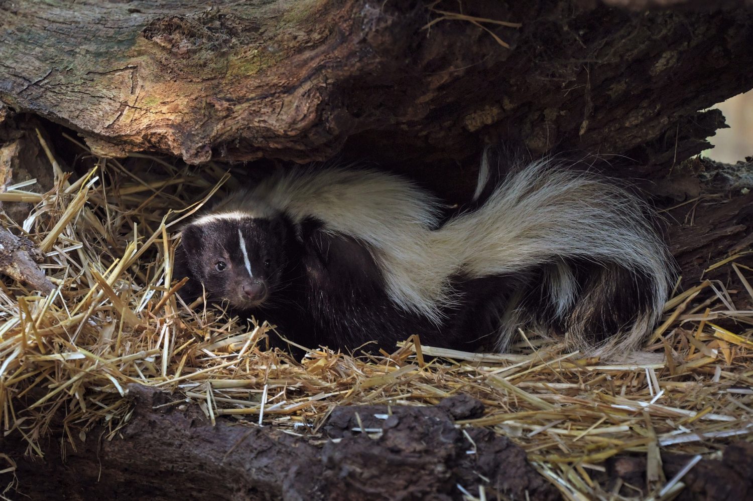 Protecting Bees from Skunks