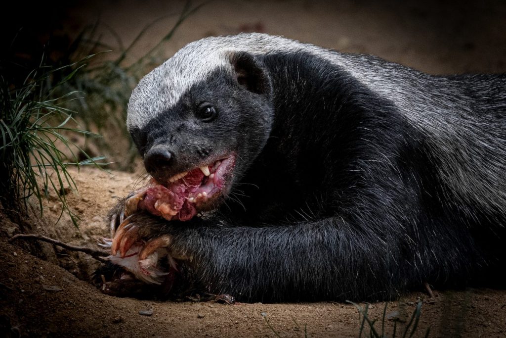 Protecting Bees from Skunks