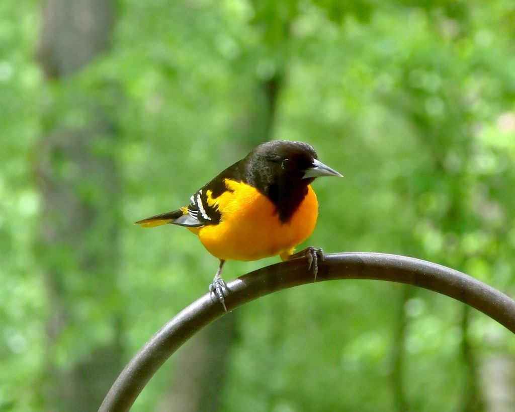 Protect Honey Bees and Mason Bees from Birds - Orioles