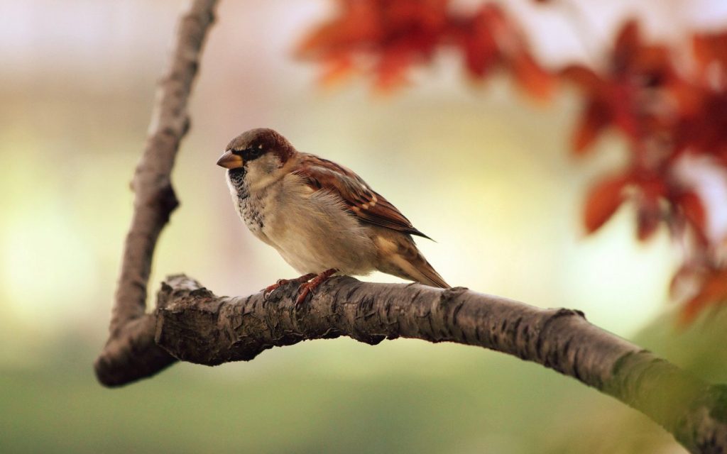 Protect Honey Bees and Mason Bees from Birds - Sparrows