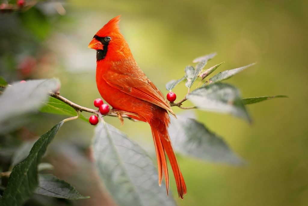 Protect Honey Bees and Mason Bees from Birds - Cardinals